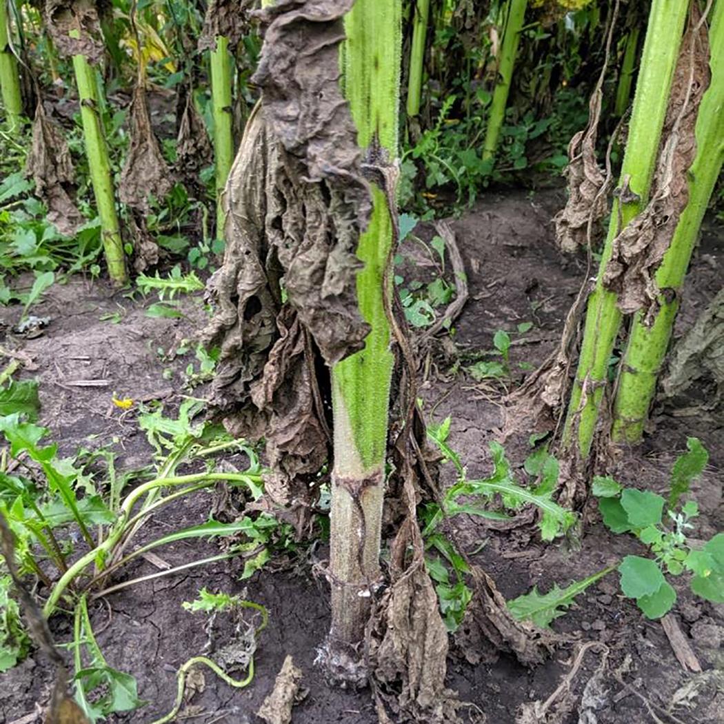 Bacterial Stem Rot, Sclerotinia Basal Rot and Sunflower Rust Developing