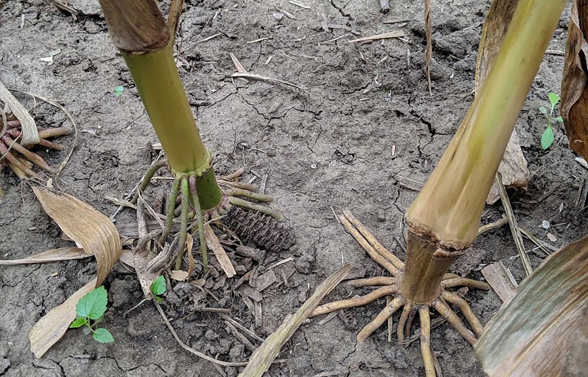 Assess for Corn Stalk Rots