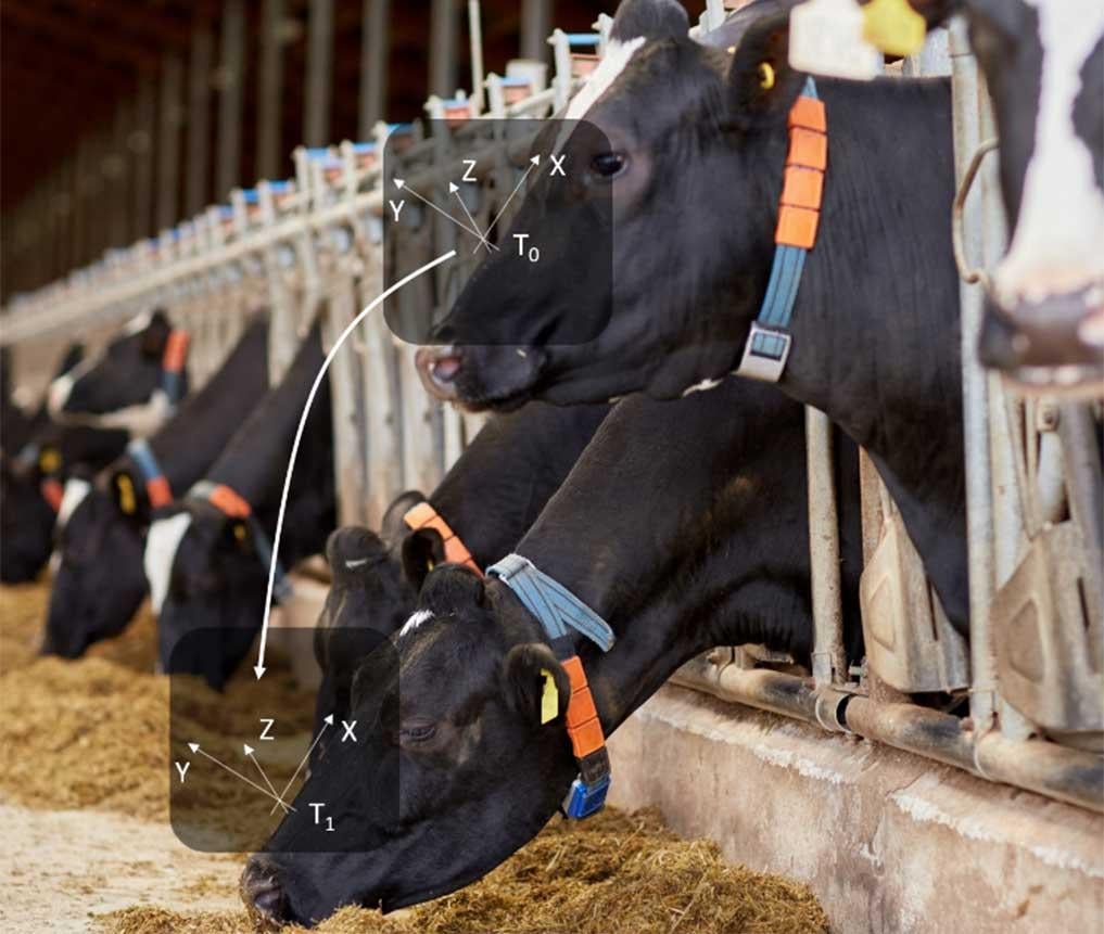 New Sensor Technology to Estimate Feed Intake in Lactating Dairy Cows