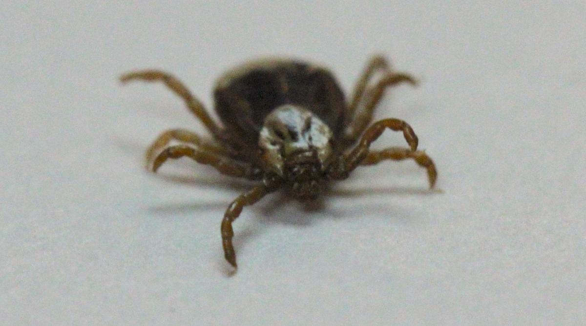 Winter Ticks in South Dakota
