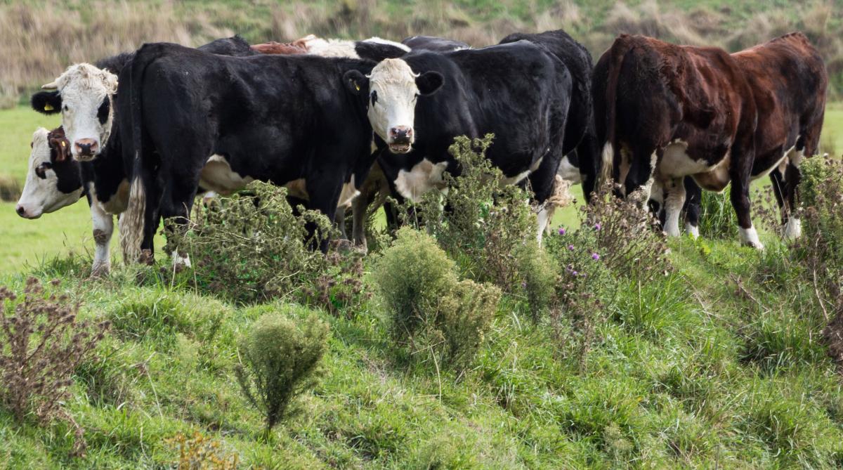 Alternative Pasture Weed Control The Stock Exchange News