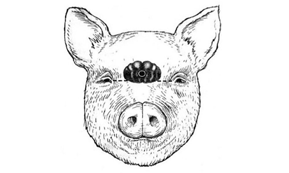 AtHome Hog Slaughter