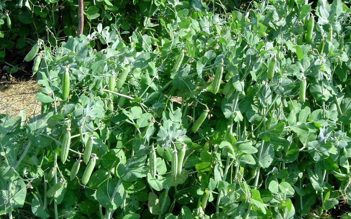 peas-how-to-grow-it