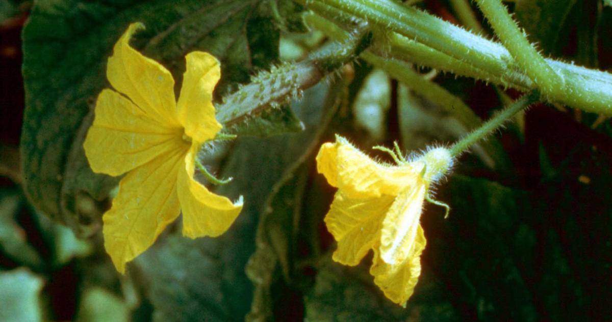 W 00626 03 Cucumbers Flowers Female Male Pollination ?itok=Wgz0AxQs