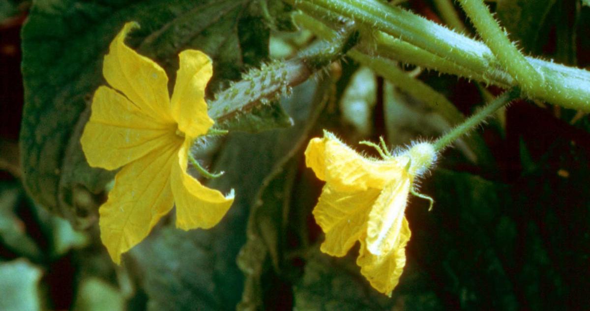 Cucumbers How To Grow It cucumbers-how-to-grow-it