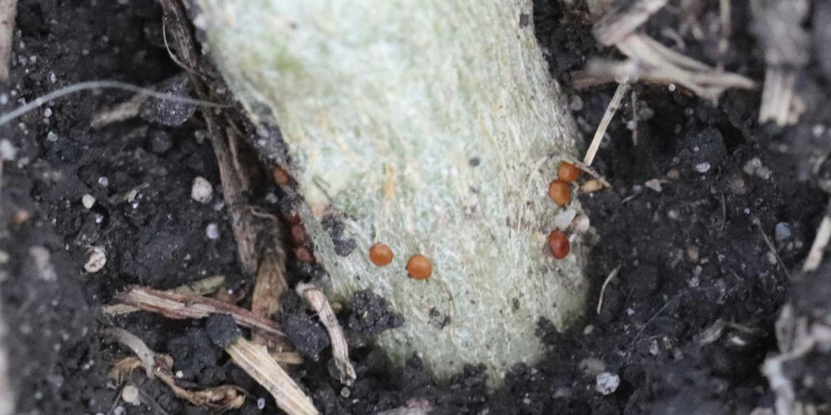 Squash Vine Borer Eggs Photo