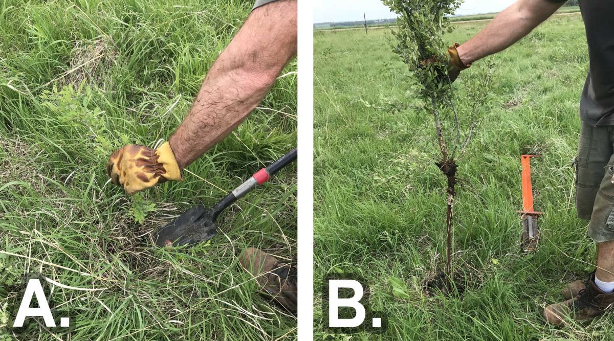 Removing Young Trees From Grasslands Will Save Money and Effort