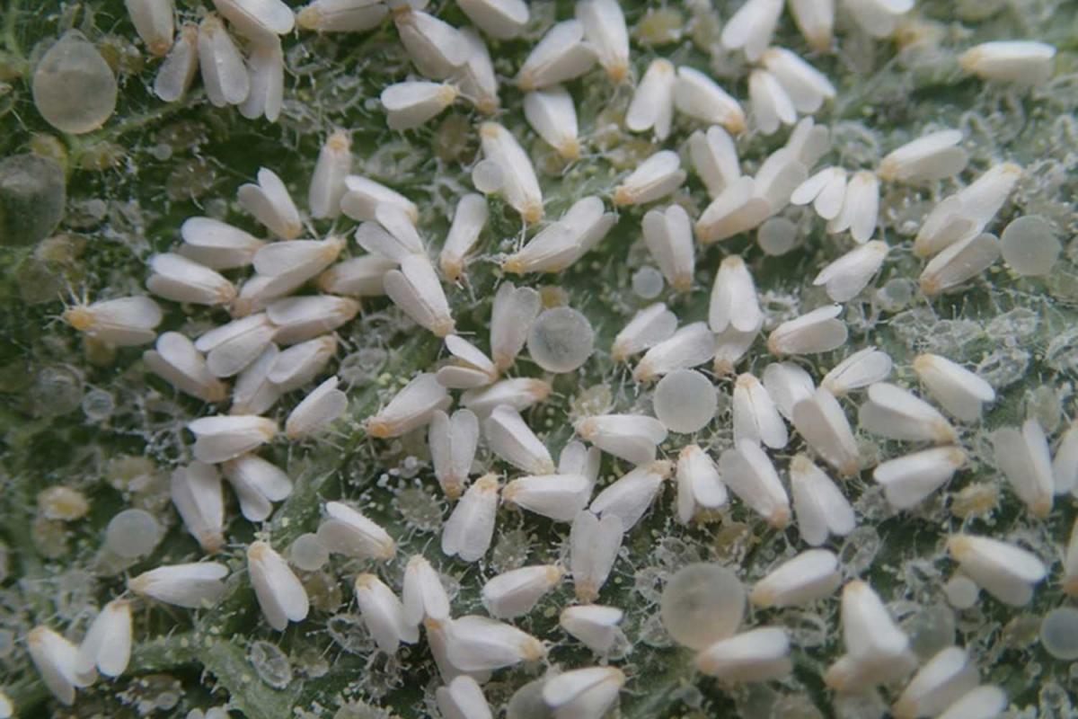 What Are These Small White Insects In My Soybean Field what-are-these-small-white-insects-in-my-soybean-field