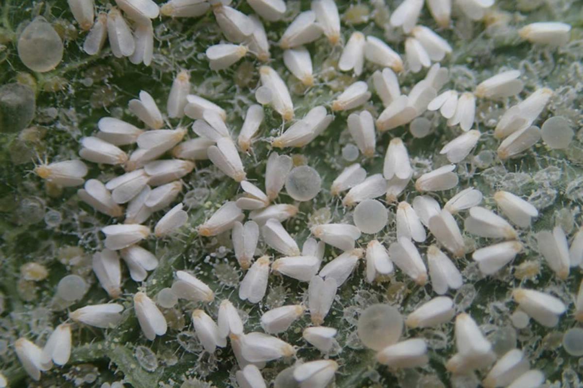 small white insects in kitchen sink