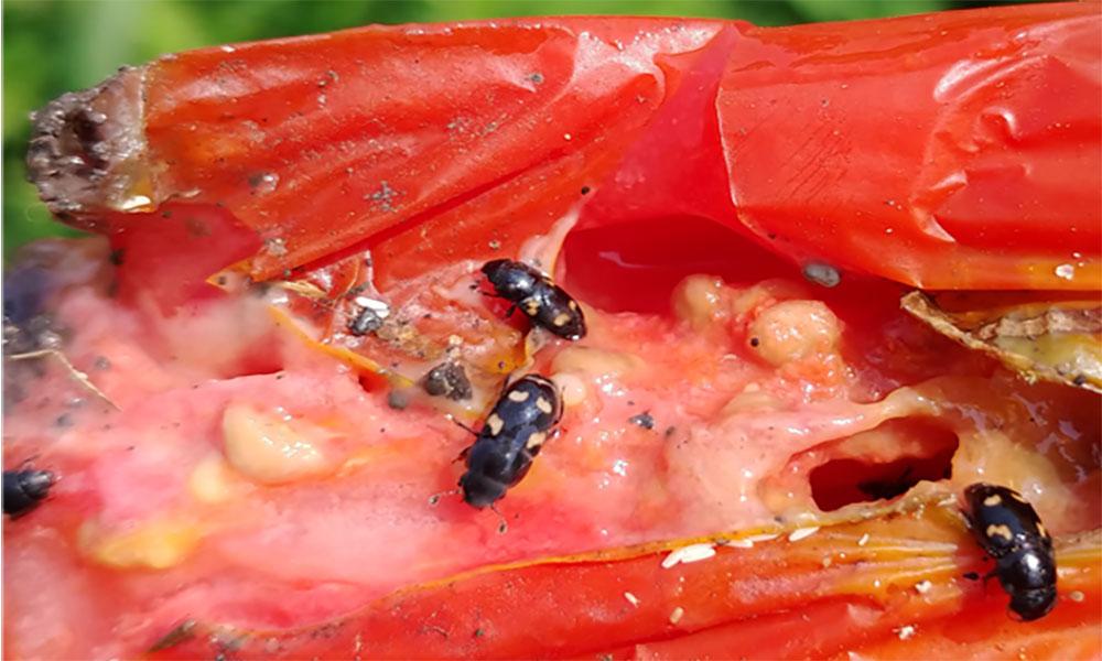 How Do I Keep Insects From Destroying My Garden Produce?