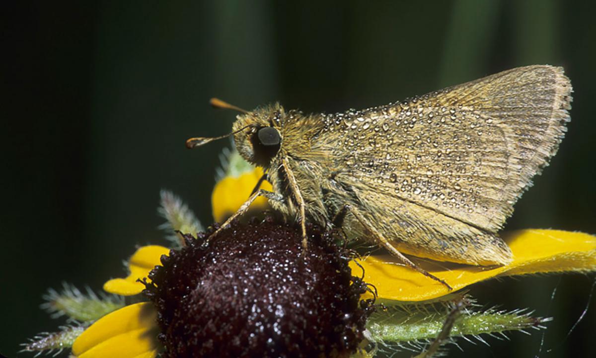 Range Insects Rangeland Insects Are Critical Indicators of System Health