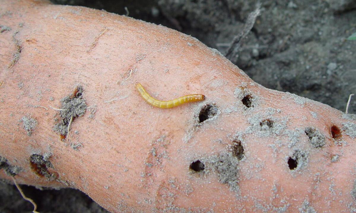 Wireworms in the Garden