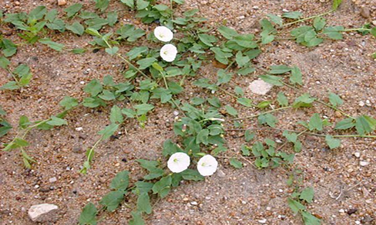 Field Bindweed Control in Yards and Gardens
