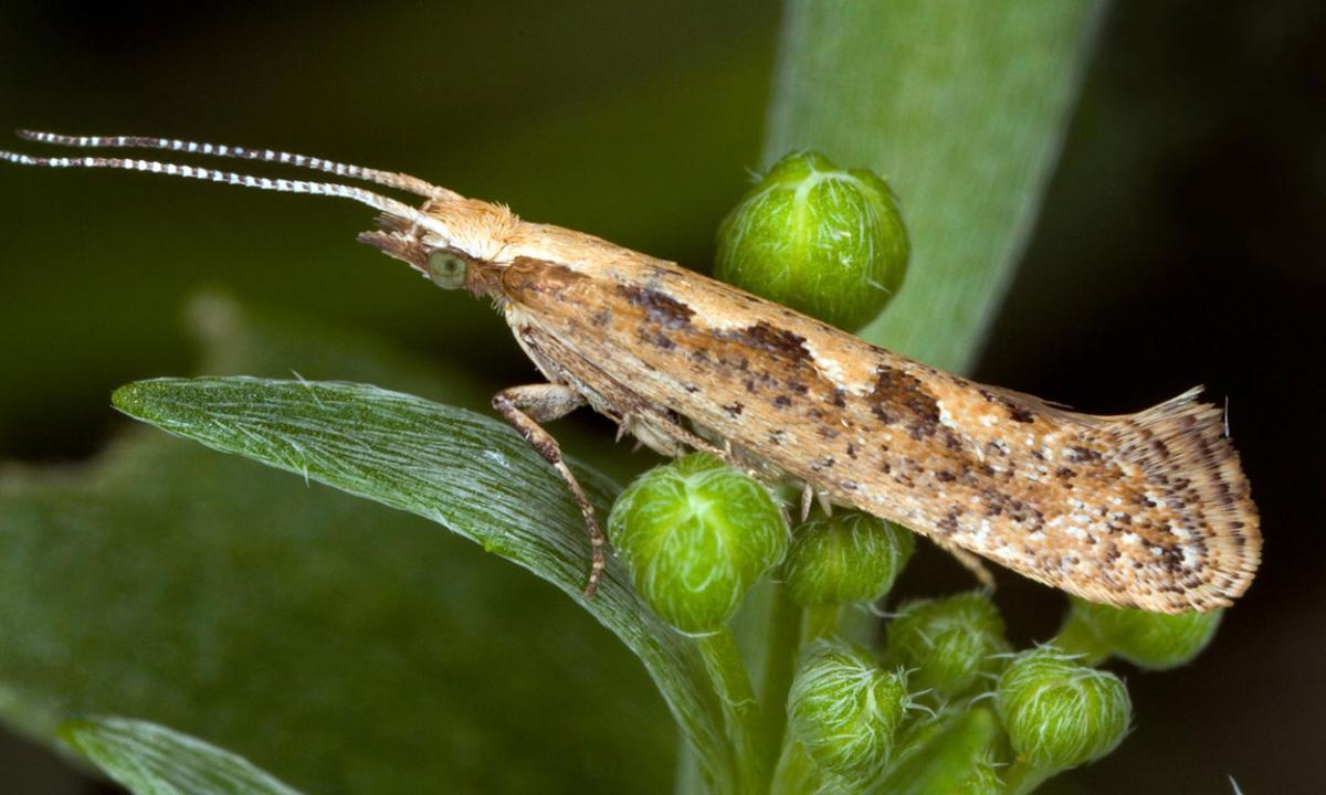 Diamondback Moth Caterpillars Active In South Dakota