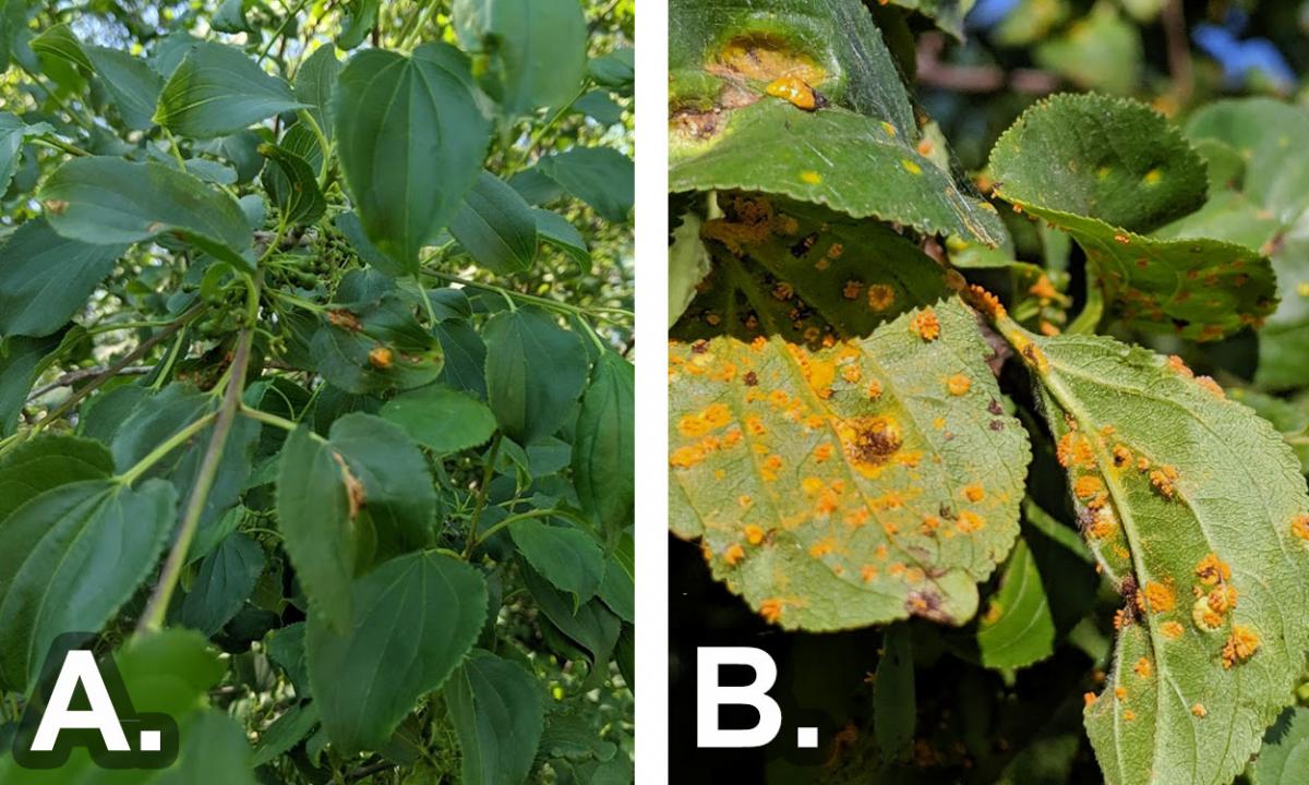 Crown rust inoculum observed on buckthorn leaves during two different years.