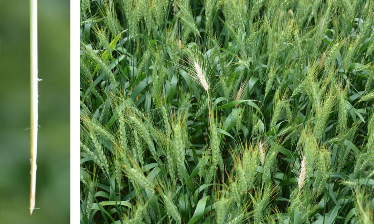 Differentiating Between Wheat Head Diseases and Disorders
