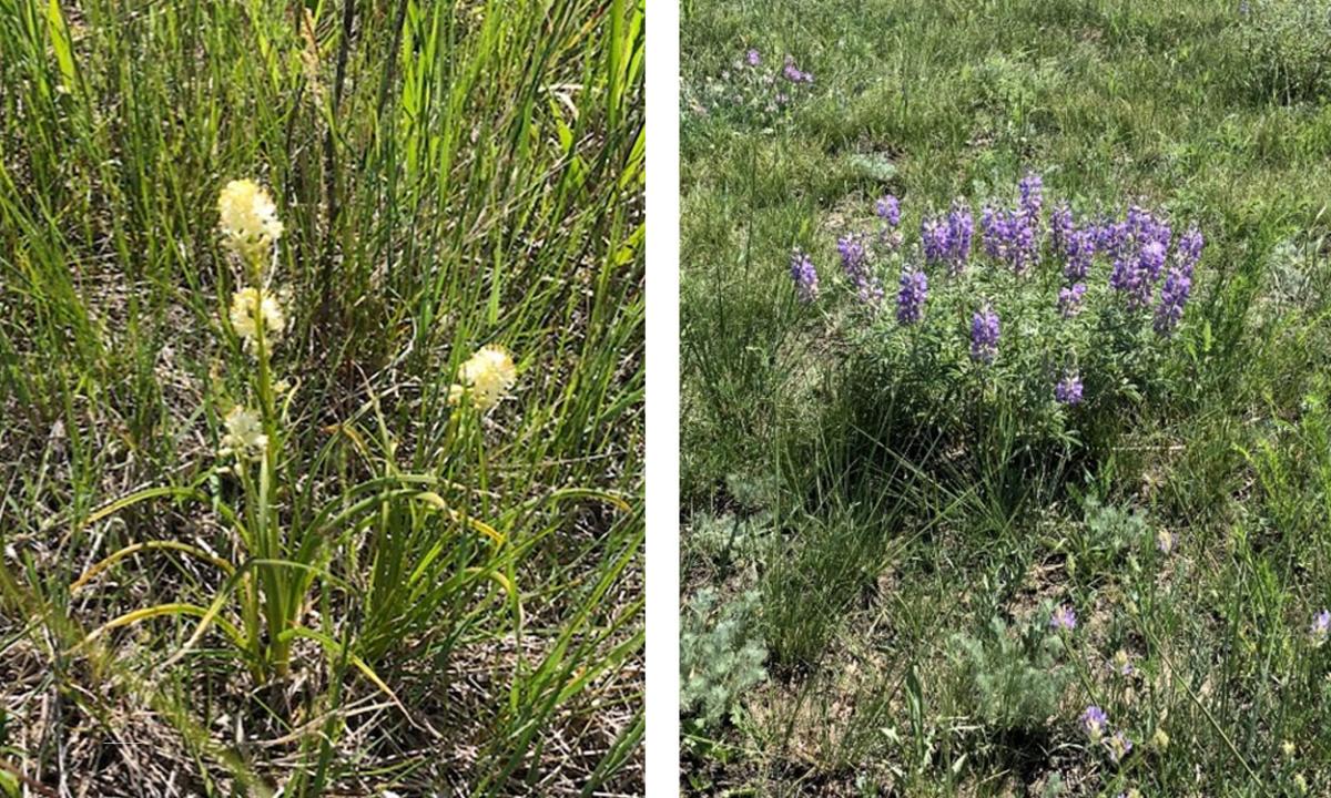 Poisonous Plants on Rangelands Deathcamas and Lupine