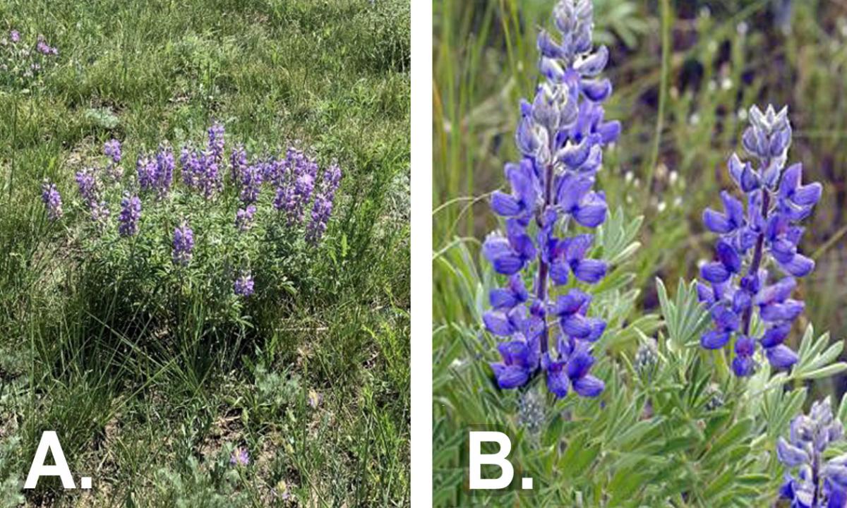 Poisonous Plants on Rangelands Deathcamas and Lupine