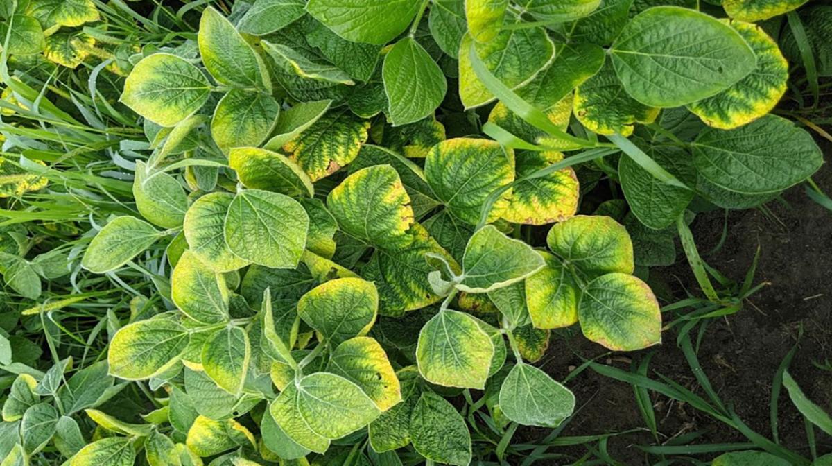 What Is Causing Soybeans to Yellow at This Time?