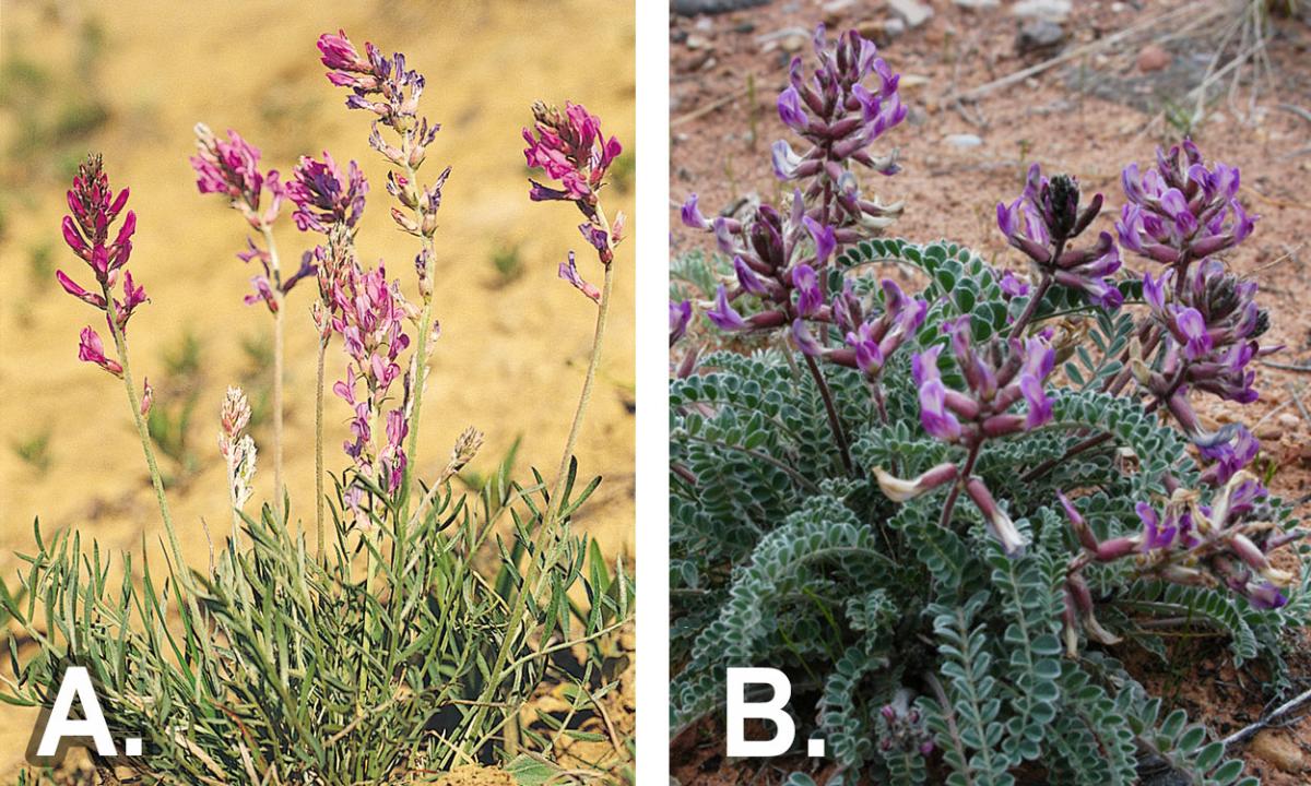 Poisonous Plants on Rangelands Locoweed and Crazyweed