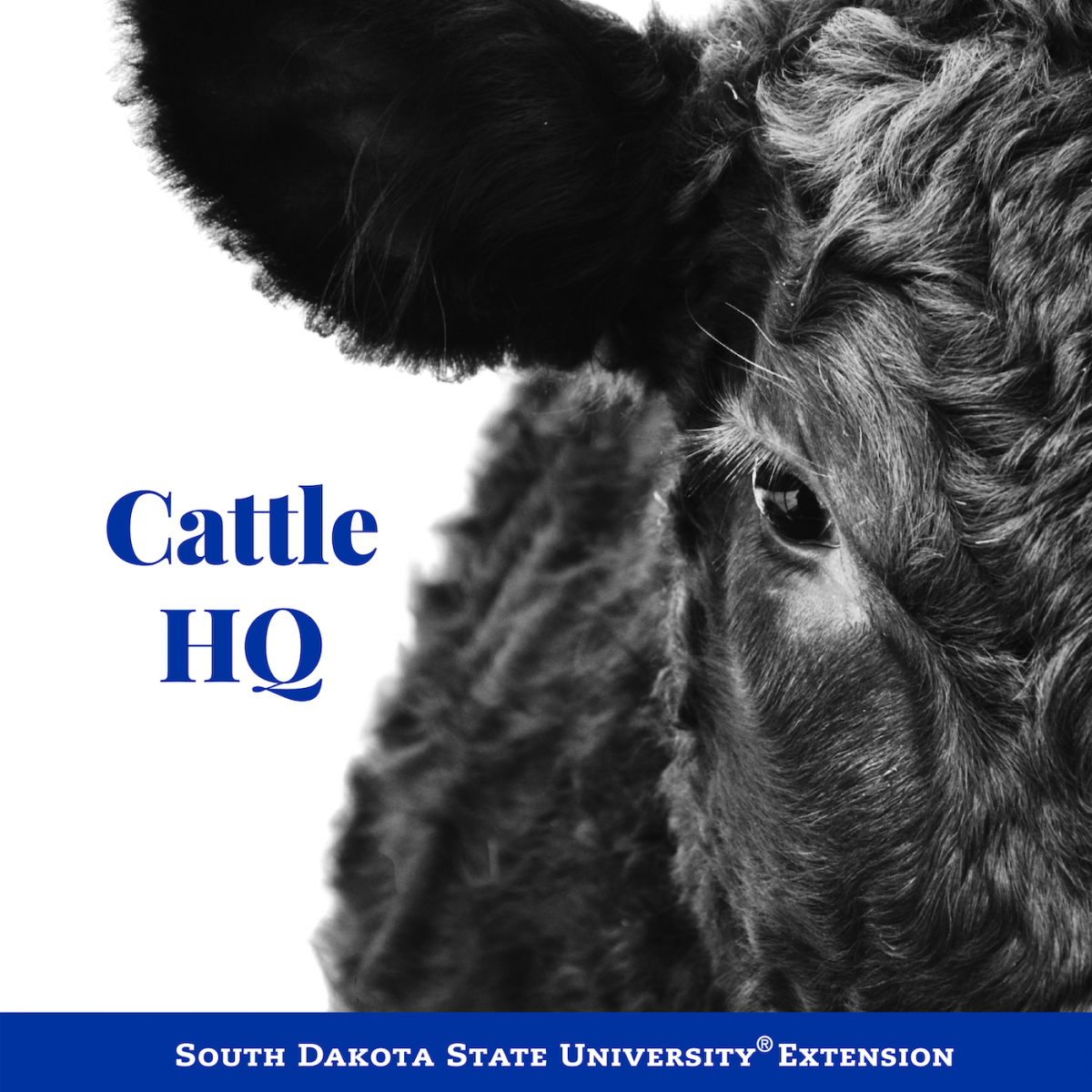 Cattle HQ cover