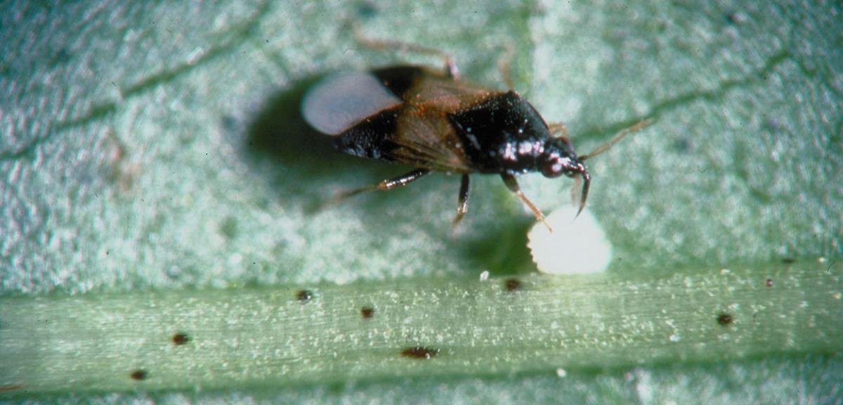 Minute Pirate Bug Beneficial Predators in Managed and Agricultural
