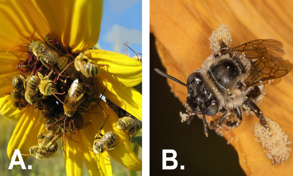 Beneficial Pollinators Squash Bees and LongHorned Bees