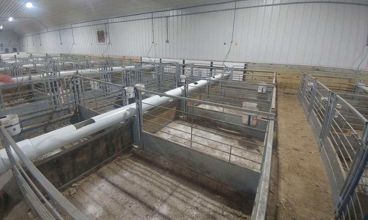 Sheep Water Requirements and Quality Testing