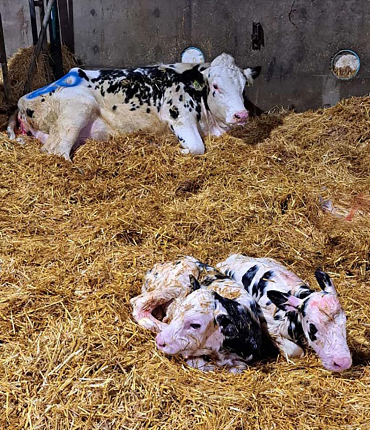 calving-in-dairy-cows-step-by-step