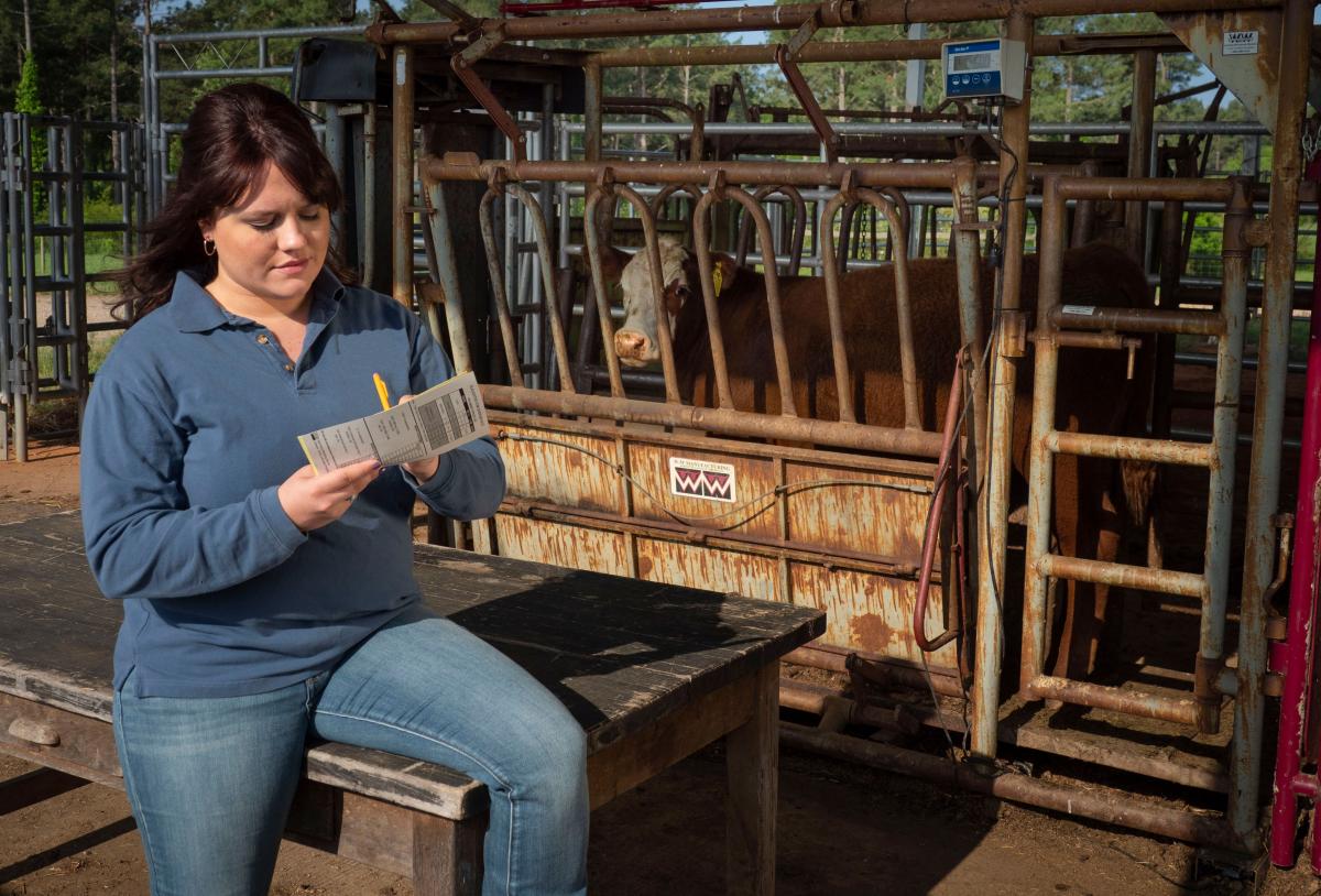 Live Weight vs. Carcass Weight Effect on Cost of Gain and Margin