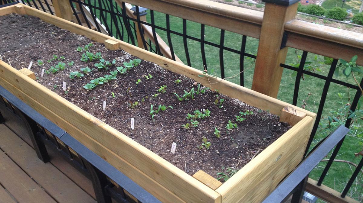 Using Compost in Raised Beds and Containers