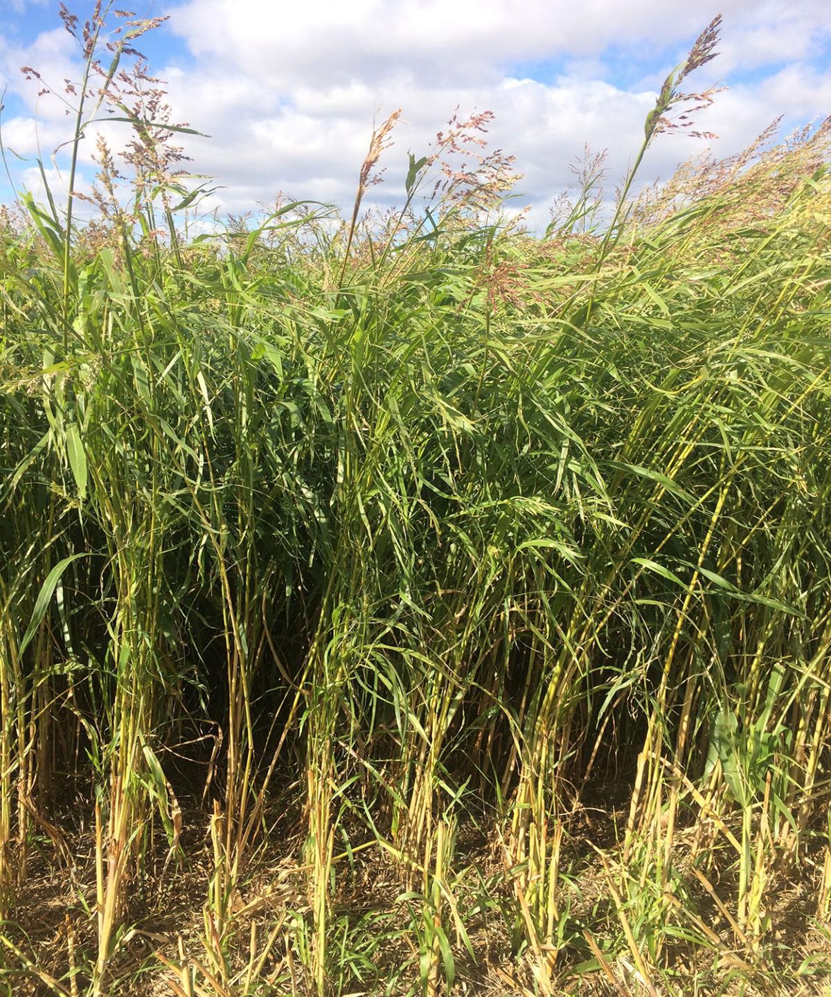 Alternative Forage Options During Dry Times