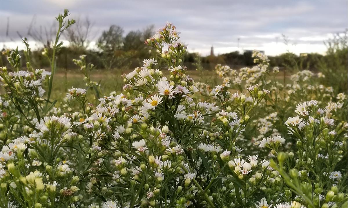 Generalist Host Plants in South Dakota