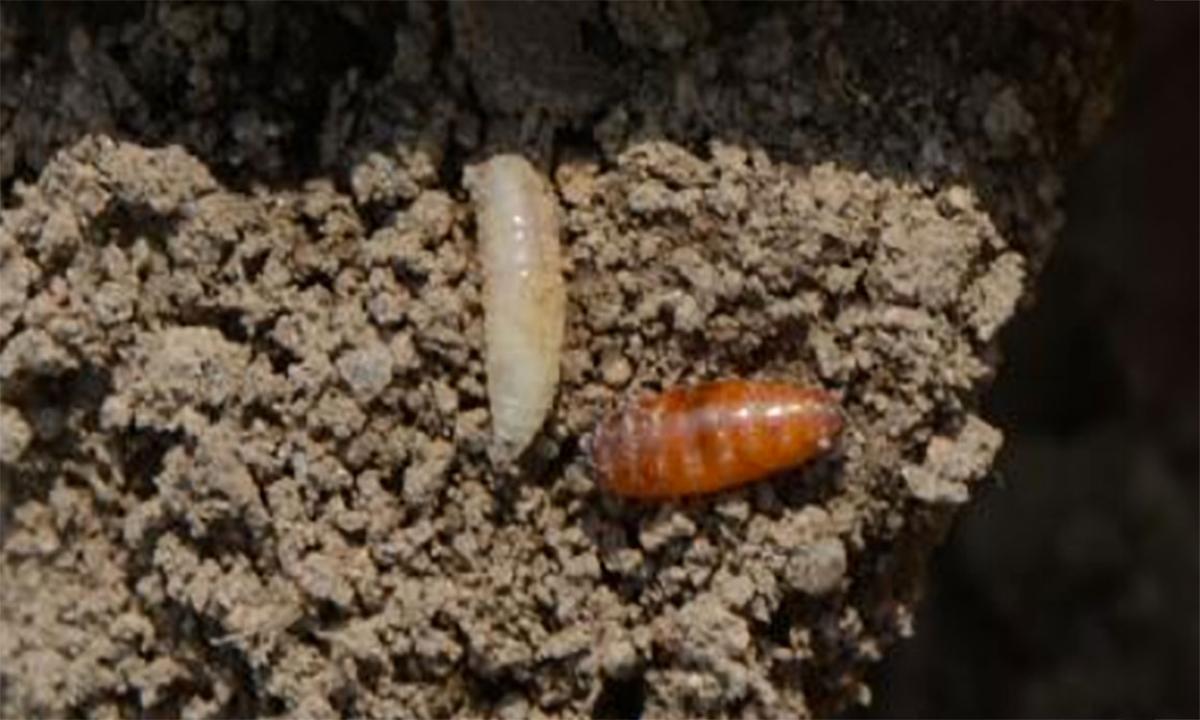 Monitor for Seedcorn Maggots in Wet Planted Fields