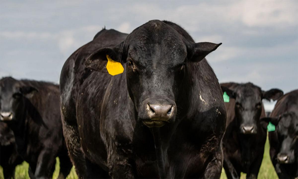 Trichomoniasis: A Tricky Cause of Reproductive Failure in Beef Cattle