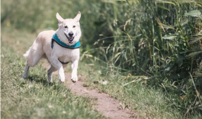 White dog with teal collar running down path.