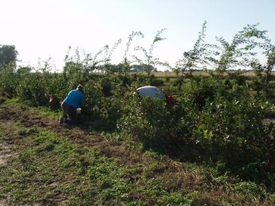 a row of Aronia melanocarpa or aronia berries being harvested