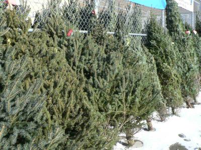 harvested Christmas trees against a fence.