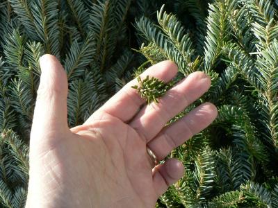 testing the needles on a Christmas tree.