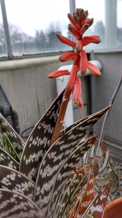 Aloe variegata in bloom. Photo by: Chris Schlenker brown and white Aloe variegata with a red bloom on the top