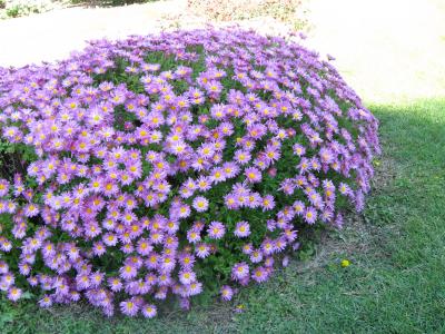 Chrysanthemum ‘Mammoth Lavender Daisy Chrysanthemum ‘Mammoth Lavender Daisy’, a large blooming plant planted next to grass