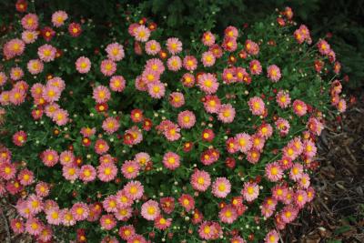 Chrysanthemum ‘Mammoth Red Daisy Chrysanthemum ‘Mammoth Red Daisy’, a blooming plant with red daisy-like flowers
