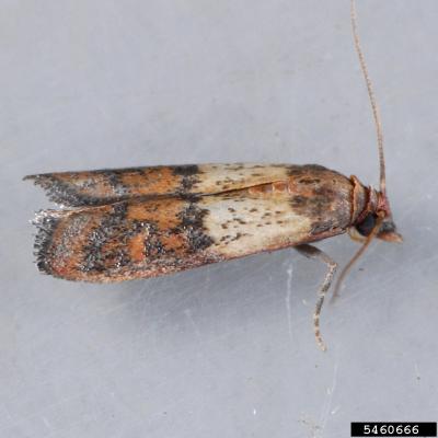 Prevent And Eliminate Indian Meal Moths