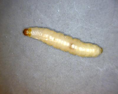 Prevent And Eliminate Indian Meal Moths