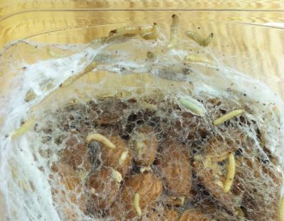 Prevent And Eliminate Indian Meal Moths