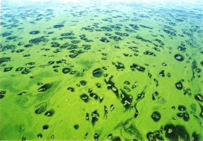 A body of water covered in a layer of thick, blue green algae