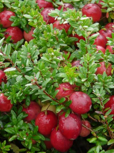 ripe red cranberries growing on green vines