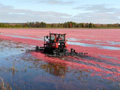 red tractor harvesting cranberries in a body of water called a marsh