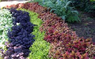 Rows of coleus foliage in dark purple, bright green, and bright pink colors.