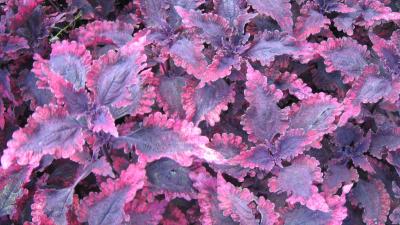 Leafy coleus foliage with purple and pink colored leaves.